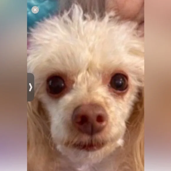 Extra shipping label (Joey says hi) - Picture 1 of 1